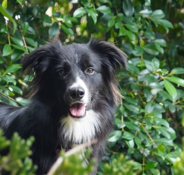 black and white  border collie puppies 