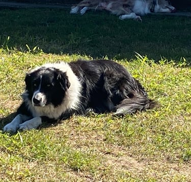 Black and White Pedigree Border Collie Stud Dog 