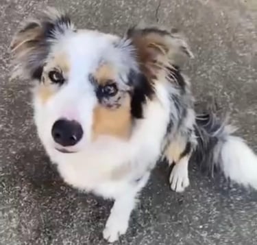 tri blue merle border collie puppies 