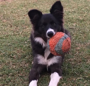 black and white  border collie puppies 