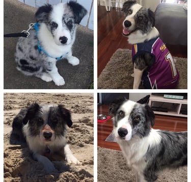 blue merle sunshine coast 