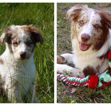 tri chocolate merle south Australia 