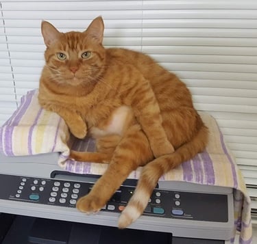 A large, relaxed orange tabby cat sitting comfortably on top of a printer with a towel.
