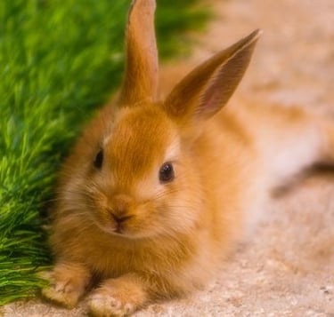 Ostéopathie NAC, ostéopathie sur les lapins, les rongeurs