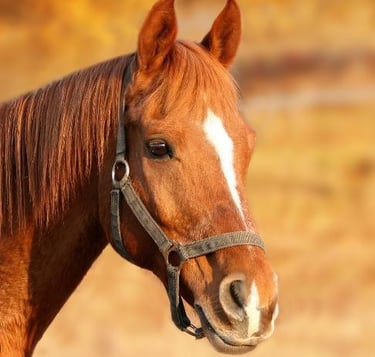 Ostéopathie équine, ostéopathie sur les chevaux