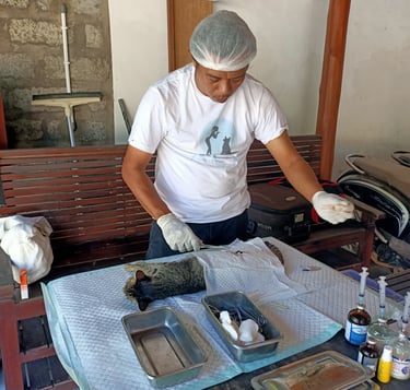 vet, spay, neuter, sterilise, dogs, cats, bali dogs, nusa penida dogs