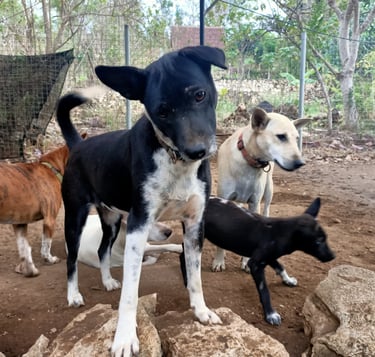 rescue dogs, lucky dogs, dogs, bali dogs, nusa penida dogs, dumped dogs, sanctuary dogs, anjing liar