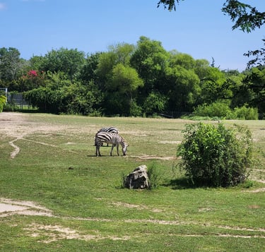 zebras cape may zoo