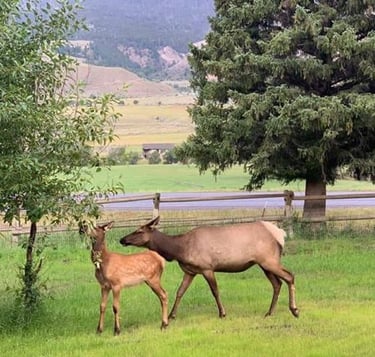 Elk calving in June