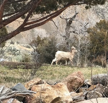 Big Horn Sheep on the mountain in the back yard