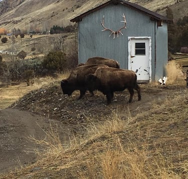 Spring Bison in the yard