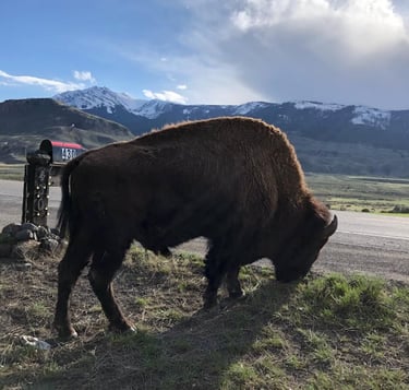 Bison at the entrance to Little Trail Creek Cabins