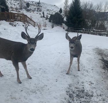 Deer in the front yard