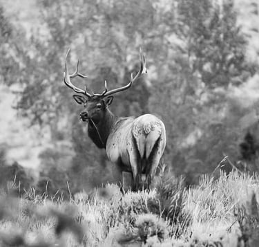Elk on Little Trail Creek trailhead in the Fall