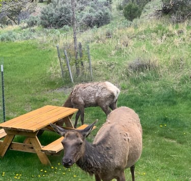 Elk grazing at the picnic table
