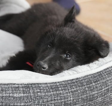Hora de dormir do seu pet