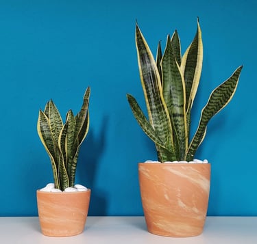 plantas home office espada sao jorge