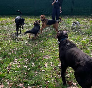 5 Hunde bei der Socialkontaktstunde in der Interaktion auf einem eingezäunten Hundeplatz