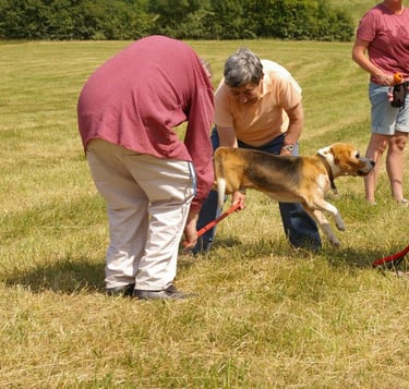 Beagle Monti hüpft über eine Stange