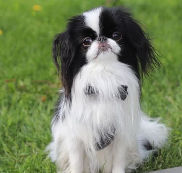 25 Best Dog Breeds for Highly Sensitive People (HSP)