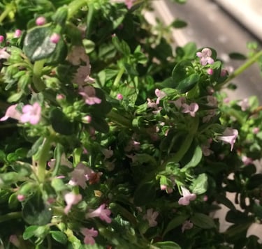 Thyme Flower!