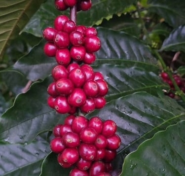 Độ chín của trái cà phê