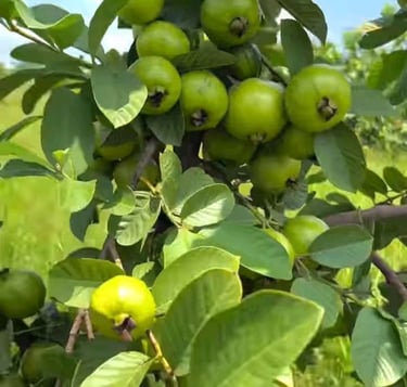 Guayabas frescas aún en la rama, suministro constante de cosecha propia