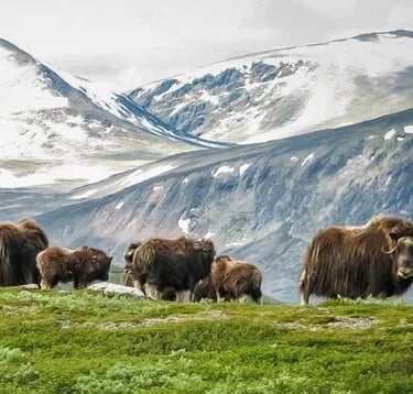 Piżmowoły w Dovrefjell zimą.