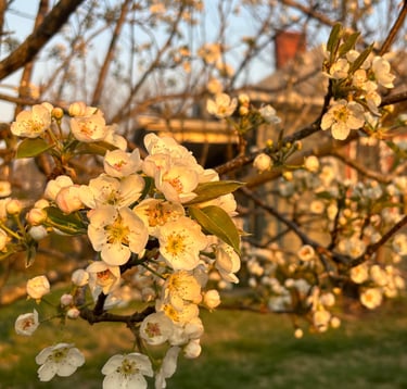 Pear blossoms at Mallow Rose Cottage Spring 2024