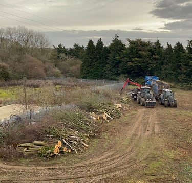 trees being removed from a site