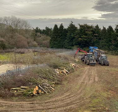 trees being removed from a site
