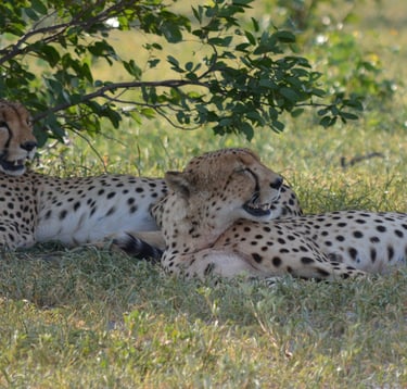 Cheetah in Mababe 