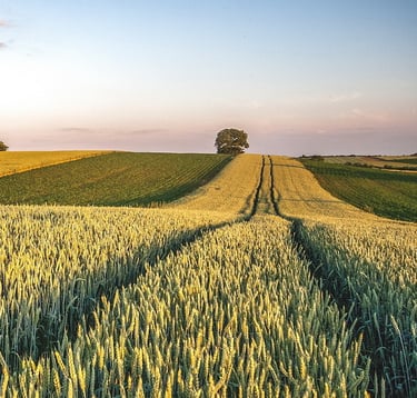 Nevjerojatan krajolik poljoprivrednih polja u Slavoniji, Hrvatska.