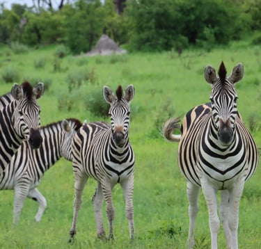 Zebras in Moremi Game Reserve 