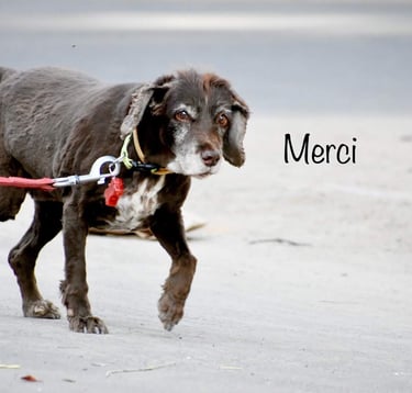 Dog Boarding, Dog Boarding near me, Pet Boarding, Pet Boarding near me, Dog Care, Happy Pettings