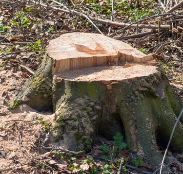 TREE-MENDOUS Tree cutting Service