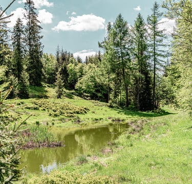 sadzawka na polanie, Polana Suche