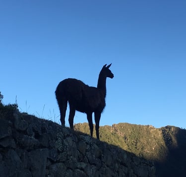 Silhouette d’un lama sur un mur inca au Machu Picchu, posé face aux montagnes andines baignées de lumière du matin