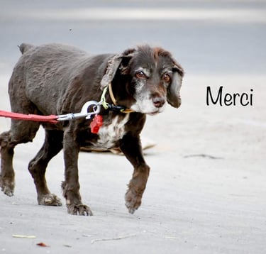 Dog Boarding, Dog Boarding near me, Pet Boarding, Pet Boarding near me, Dog Care, Happy Pettings