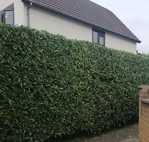 garden hedge