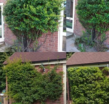 before and after hedge cutting
