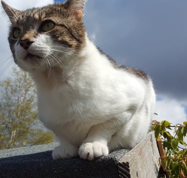 Wilbur looking into the distance with clouds in the background