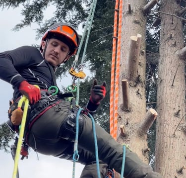 dan from tree cut services