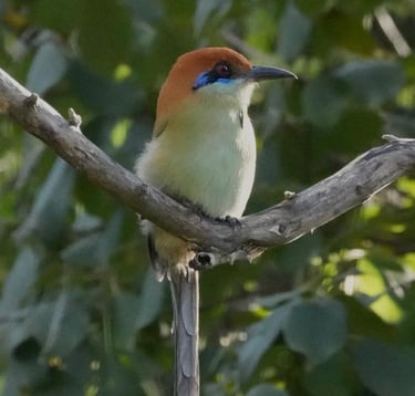 Russet-crowned Motmot resting on a branch – iconic bird of Central America with racket-shaped tail