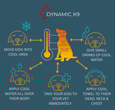 Infographic: 5 steps to cool a dog during heat stroke – Dynamic K9 Tampa.