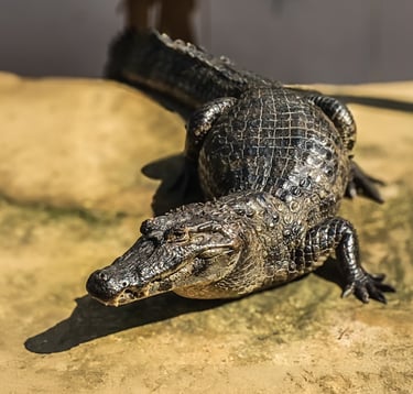 Caïman noir sur les rives de la pampa amazonienne, symbole de vie sauvage en bolivie