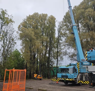 removing a tree with a crane