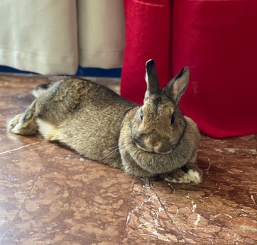 a rabbit rabbit sitting on the floor of a room in Rhodes Greece home