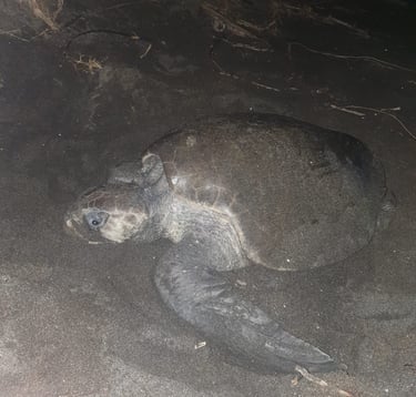 Juan Venado Island | Leon, Nicaragua | The Original Tours