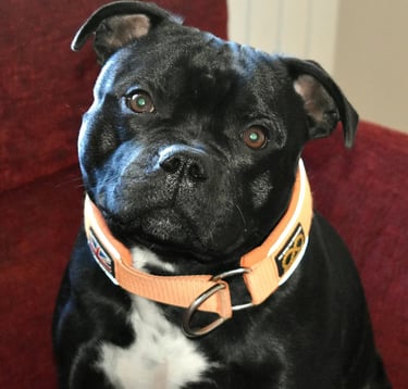 Hugo Grecalestaffs indossa un collare martingala di sbt1935